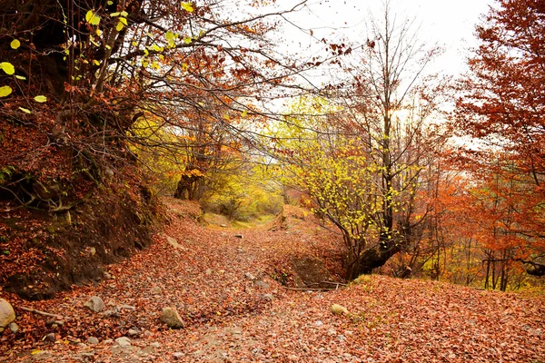 orman yolu Güz. sonbahar manzara