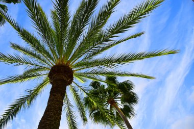 Palmiye ağaçları mavi gökyüzünün altında