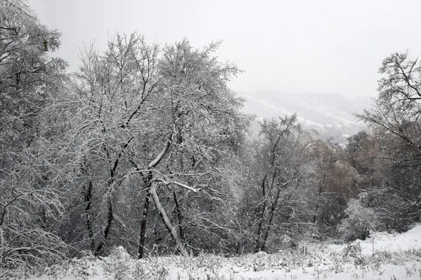Hoarfrost ormandaki ağaçlar kaplı