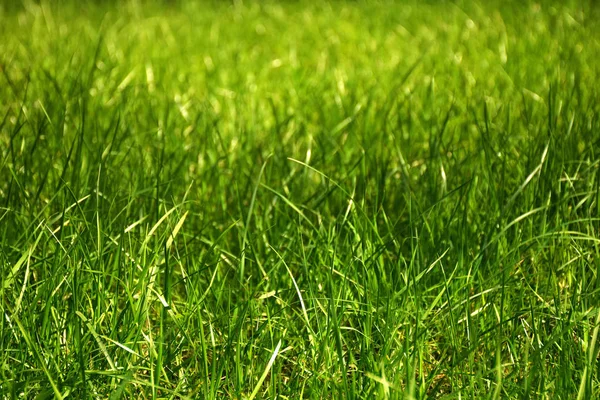 Natureza Verde Como Pano Fundo — Fotografia de Stock