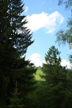 Güzel çam ağaçları, gündüz