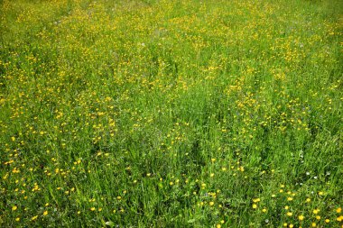 Yeşil alanda sarı çiçekler 