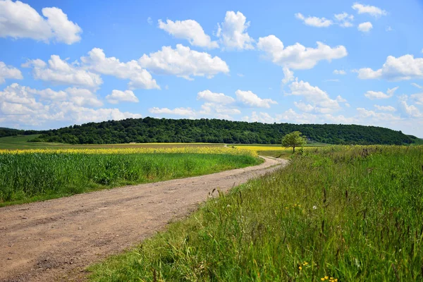 Paisagem Campo Campo Fazenda Grãos Verdes Primavera — Fotografia de Stock