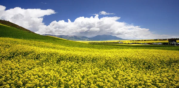 Gula våldtäkt blommor i dalen av blommor — Stockfoto