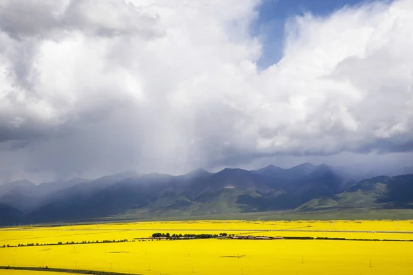 Valley of yellow flowers — Stock Photo, Image