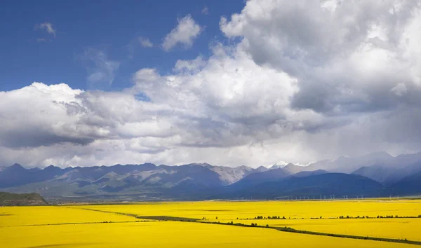 Долина жовтих квітів — стокове фото