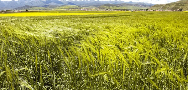 花の谷の小麦の穂のパノラマ — ストック写真