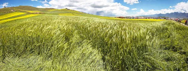 Панорама зелених пшеничних вух в долині квітів — стокове фото
