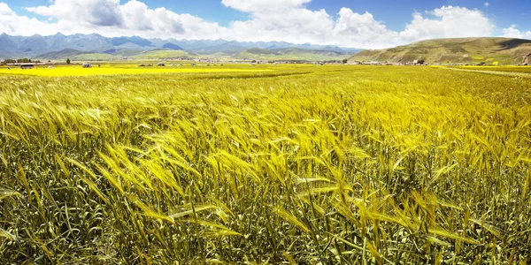 Panorama of the yellow ears of wheat in the valley of flowers — Stock Photo, Image