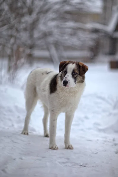 En ledsen hund står på vintern — Stockfoto