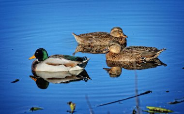 Yaban ördekleri mavi yüzmek