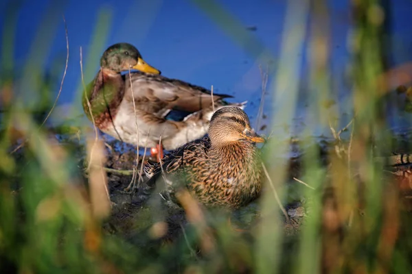 Un canard sauvage se tient sur la rive de la rivière — Photo