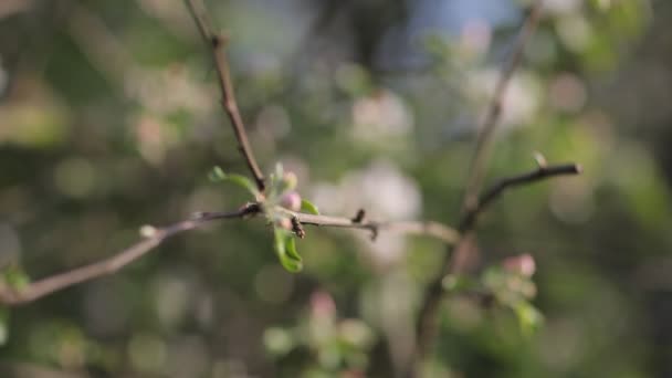 Blütezeit der Apfelbäume im Mai — Stockvideo