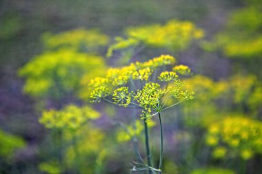 Bahçede dereotu çiçek