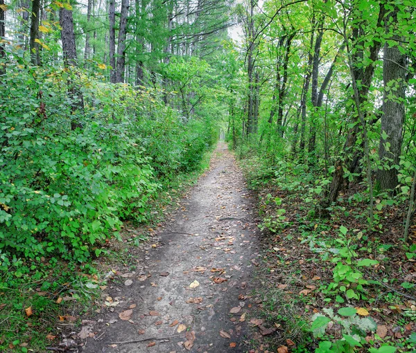 Un camino en un bosque denso —  Fotos de Stock