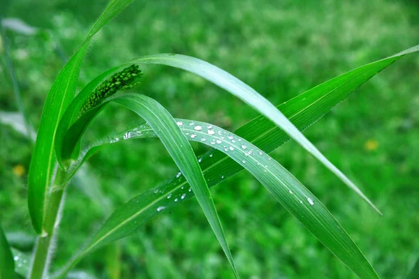 草上的水滴 — 图库照片