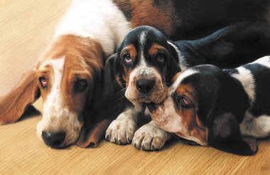 Dogs of Basset Hound Mom and Children clipart