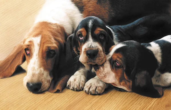 Dogs of Basset Hound Mom and Children — Stock Photo, Image