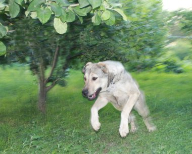 Orta Asya Çoban Köpeği