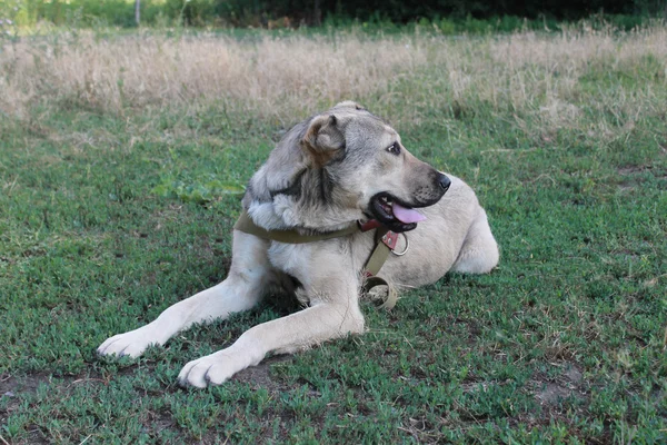 köpek çoban köpek Orta Asya çoban köpeği 