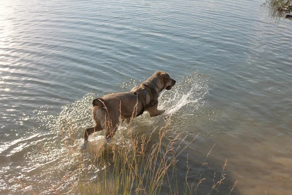 Orta Asya Çoban Köpeği