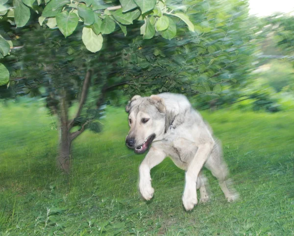 Orta Asya Çoban Köpeği