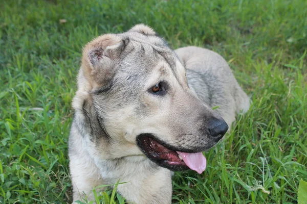 Orta Asya Çoban Köpeği