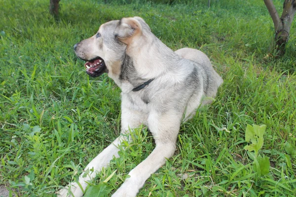 Orta Asya Çoban Köpeği