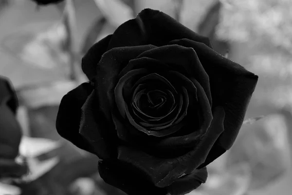 Rose noire avec fond gris — Photo