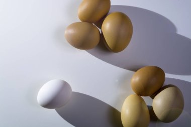 Ev yapımı tavuk yumurtası kahverengi renk birbirine yakın ve güneş sabah ışığında deposundan bir beyaz yumurta bırakır. Konsept: herkes gibi değil ve özel. Yalnızlık.