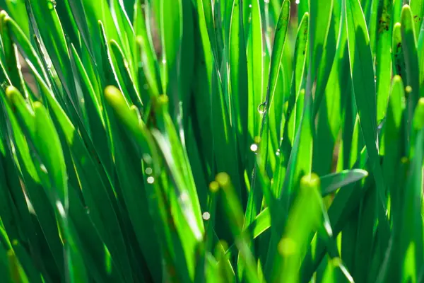 Primavera hierba verde en los rayos del sol. Fondos naturales abstractos — Foto de Stock