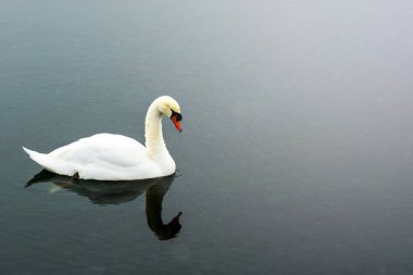 Beyaz Kuğu yüzmek Şehir Parkı içinde göl kenarında. Gururlu ve güzel kuş. Karanlık su erken baharda. Tonda