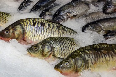 Taze balık buz içinde belgili tanımlık çarşı. Deniz ürünleri, olmayan GDO ve kimya.
