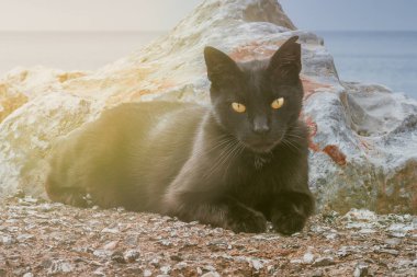 Turuncu gözlü siyah kedi yakın çekim portre