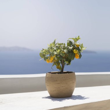 Kamkat meyve güneşte olgunlaşmış bir genç ağaç ayakta dağlar ve deniz bir arka plan üzerinde ahşap bir masa üzerinde