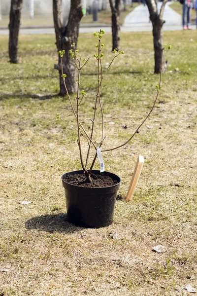 Jeune arbre prêt à être planté — Photo