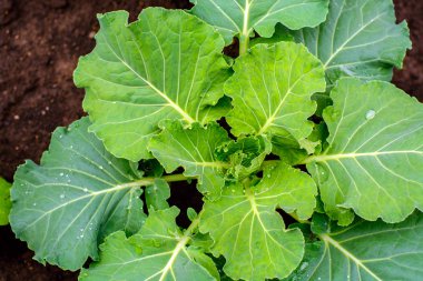 Lahanası lahana yetiştirilmektedir