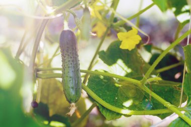 dal üzerinde yeşil salatalık tartmak