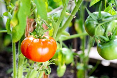 sera içinde dal kırmızı domates