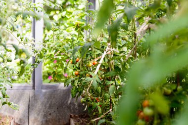 sera içinde dal kırmızı domates