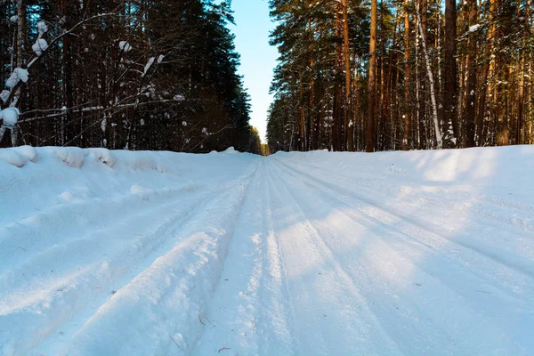 針葉樹林における冬の道路 — ストック写真