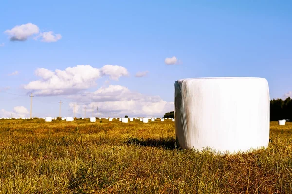 Feno cortado no campo de embalagem — Fotografia de Stock