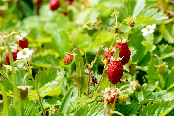 Young fresh red strawberries weigh on the branches — Stock Photo, Image