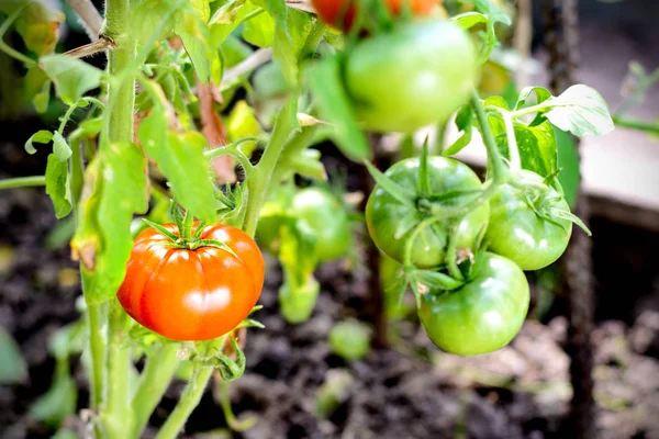 Röda tomater på en gren i växthus — Stockfoto