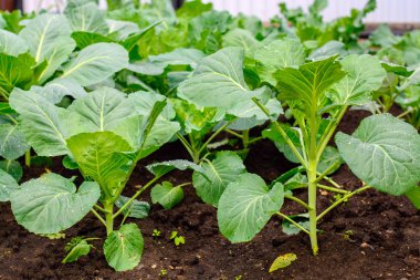 Bahçe ev bahçesinde lahana lahanası