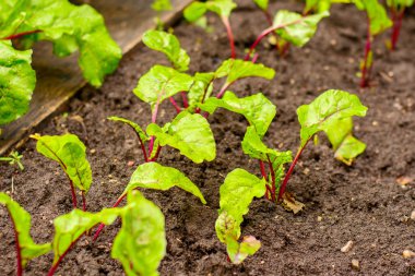 Genç pancar ev bahçesinde bir yatakta lahanası