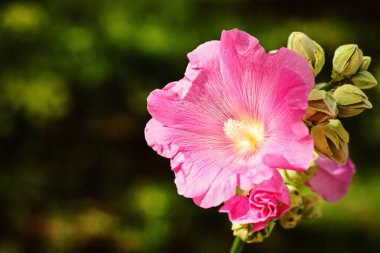 Parlak renkli çiçek arka plan bahar