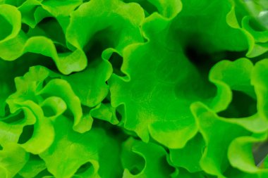 Üstten Görünüm yakın çekim yaprak yeşil genç marul, yeşillik. bir canlı yeşil doku özellikleri