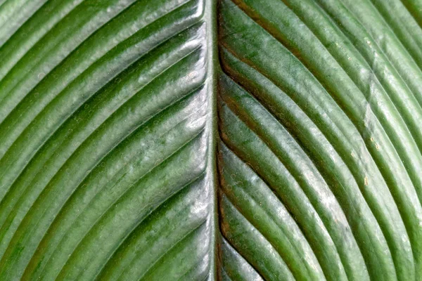 Abstracte textuur van grote groene ficus blad — Stockfoto