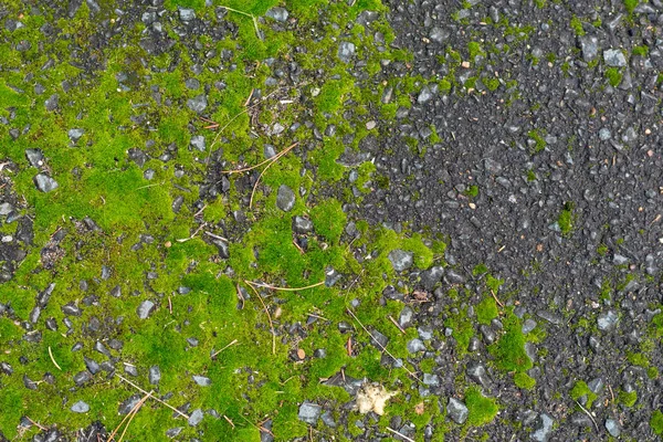 Texture asphaltée grise avec mousse vert vif — Photo